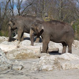 Elephants in Munich