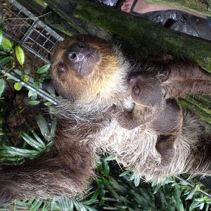 Baby Sloth, Singapore Zoo