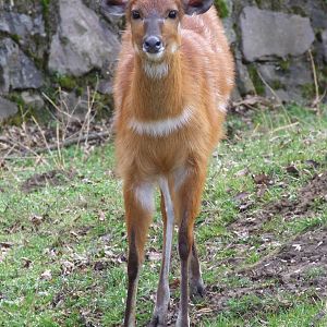 Sitatunga @ Nyiregyhaza Zoo, Hungary