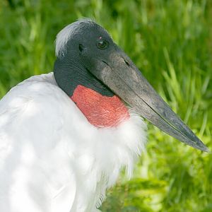 Jabiru mycteria at Birdpark Niendorf/Timmendorfer Strand (Germany)