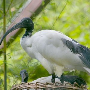 Threskiornis bernieri bernieri at Birdpark Walsrode