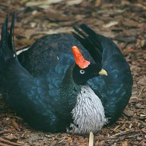 Oreophasis derbianus at Birdpark Walsrode