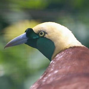 Paradisaea apoda at Birdpark Walsrode