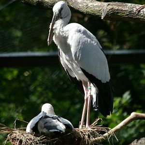 Anastomus oscitans at Birdpark Walsrode