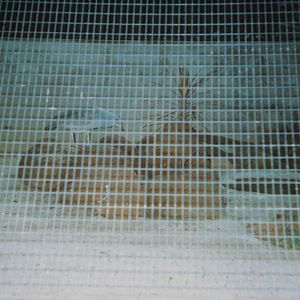 kagu aviary, Noumea Zoo