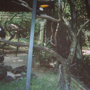 toco toucans, Noumea Zoo