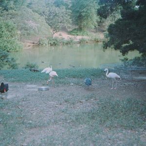 flamingoes, Noumea Zoo