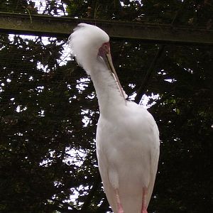 Spoonbill - 2006
