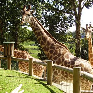 Giraffes