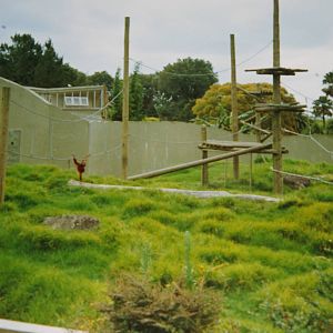 orangutan enclosure, Auckland Zoo