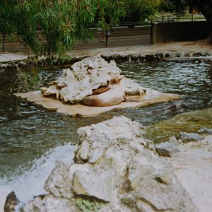 sealion pool, Auckland Zoo