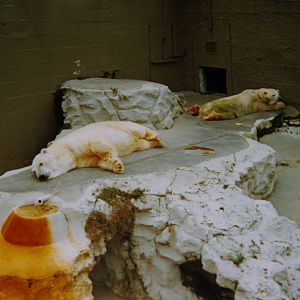 polar bears, Auckland Zoo