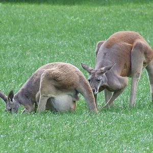 Red kangaroos @ Zoo Bratislava