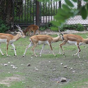 Asian hoofstock mixing @ Zoo Bratislava