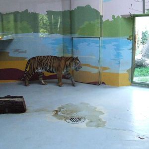 Sumatran tiger indoor enclosure @ Zoo Bratislava