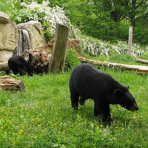 Asiatic black bears @ Zlin - Lesna