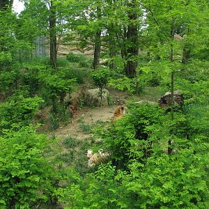 Amur tiger enclosure @ Zlin - Lesna
