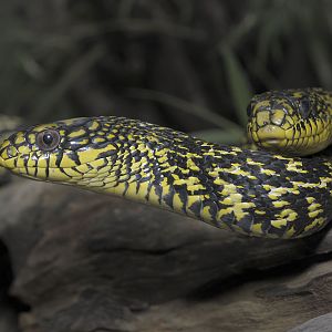 King Rat Snakes
