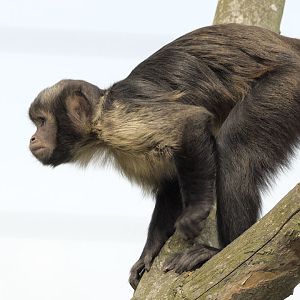 Buff-headed Capuchin