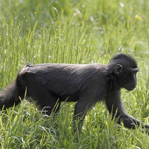 Celebes Black Ape (Sulawesi crested macaque)