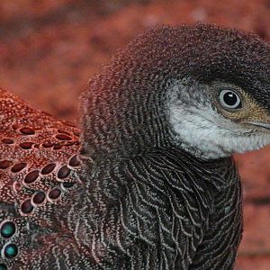 Grey Peacock pheasant