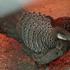 Display of Polyplectron bicalcaratum