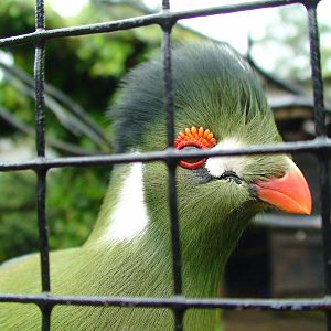 White Cheeked turaco