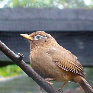 Spectacled Laughing Thrush