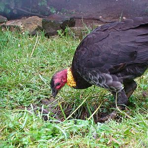 Brush Turkey