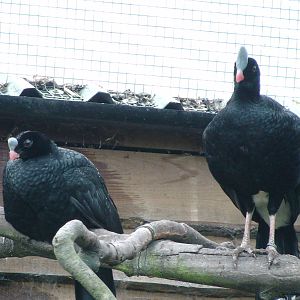 Horned curassow