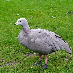 Cape Barren goose