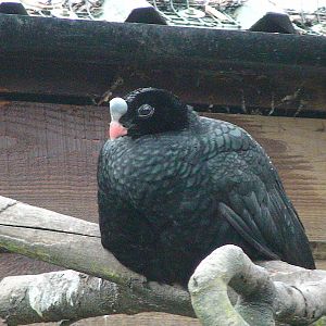 Horned Curassow
