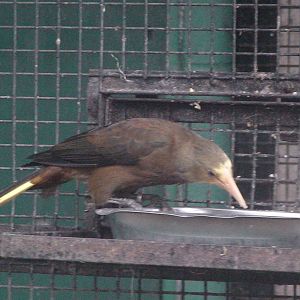 Juvenile Green Oropendola