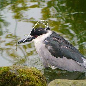 Black crowned Night heron