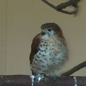 Mauritius Kestrel