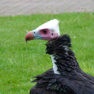 White Headed Vulture