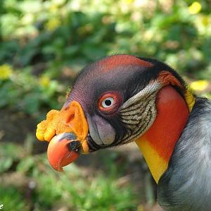 King vulture (Sarcoramphus papa) - Les Sables d'Olonne (France)