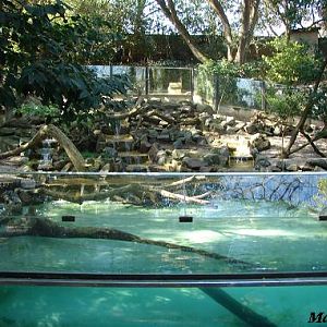 Oriental Small-clawed Otter exhibit - Les Sables d'Olonne (France)