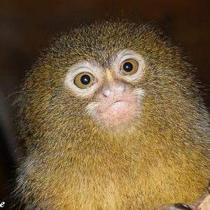 Pygmy Marmoset (Cebuella pygmaea) - Les Sables d'Olonne (France)