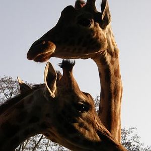 Kordofan Giraffe (Giraffa camelopardalis antiquorum) - Les Sables d'Olonne