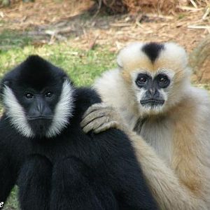 White-cheeked gibbon (Nomascus leucogenys) - Les Sables d'Olonne (France)