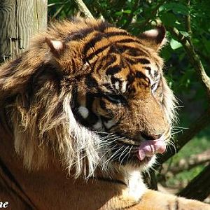 Sumatran Tiger (Panthera tigris sumatrae) - Les Sables d'Olonne (France)