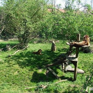 Sumatran Tigers enclosure - Les Sables d'Olonne (France)
