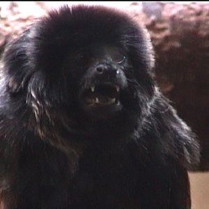 Goeldi's Monkey