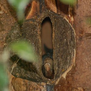 Nesting Hybrid Tarictic