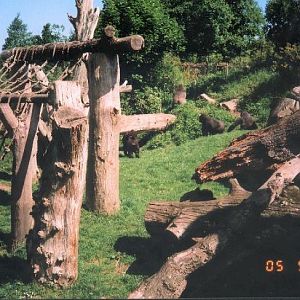 Gorilla Enclosure at Jersey Zoo