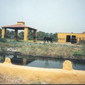 Asian Elephant Exhibit