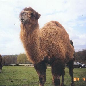 Camel
