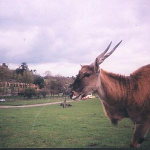 Eland