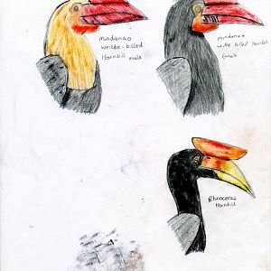 Hornbill drawings 1